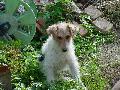 Gsser-Ver Brigitta kutyja,kit mg kicsi korban a kertkbe dobtak be